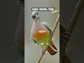 Download Lagu Suara Burung Punai‼️#burungpunai #shorts
