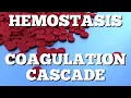Secondary Hemostasis Coagulation Cascade Animation Made Easy