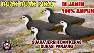 suara ruak ruak pikat dijamin ampuh