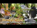 Download Lagu SUARA PIKAT PRENJAK RIBUT. KOMBINASI PELANDUK SEMAK DAN SIKATAN KIPAS. AMPUH..