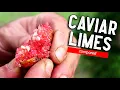 Download Lagu CAVIAR LIMES - A Taste Test of Several Varieties of This Bizarre Fruit (Finger lime comparison)