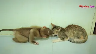 Amusing Liziqi Kissing Welcome New Friend