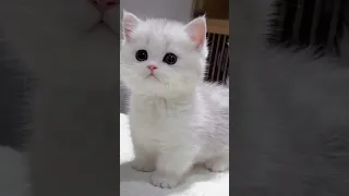 أغنية كوتي أمور 