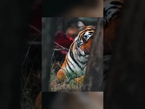 Scariest Aniaml Death Stares 💀