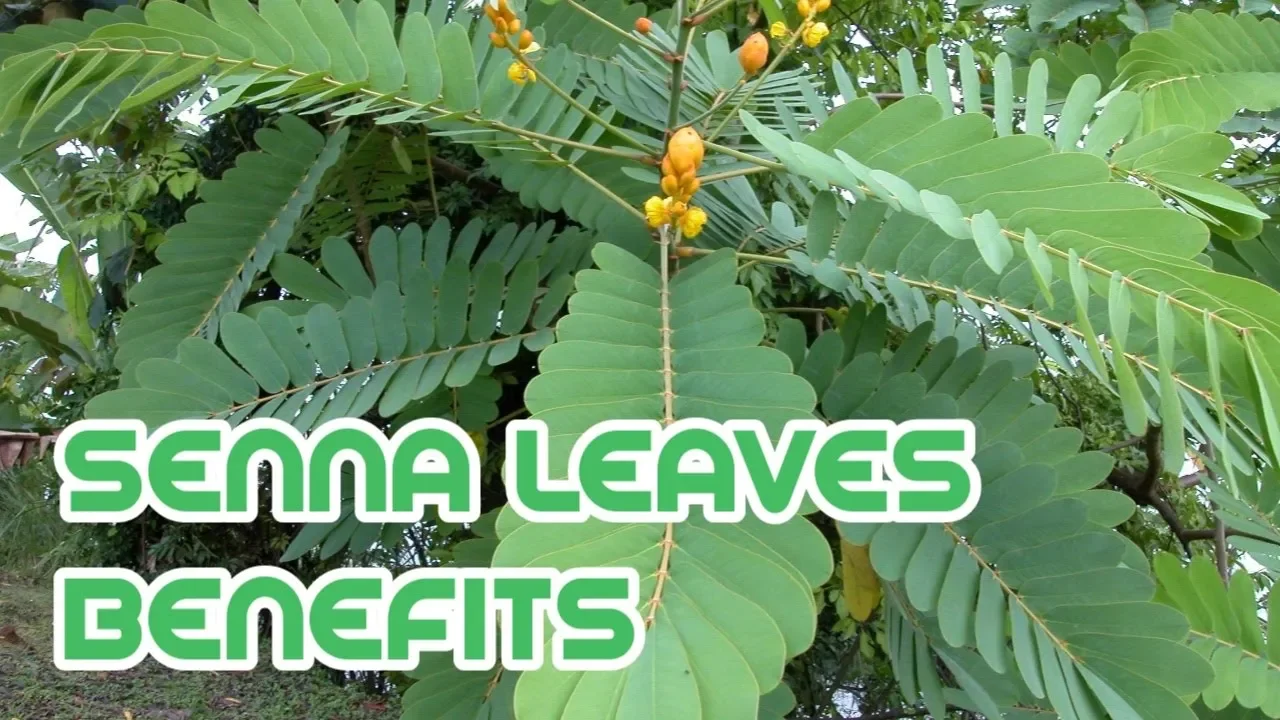 senna leaves benefits