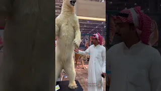 لم يسبق لي أن رأيت الدببة القطبية مثل هذا من قبل في حياتي 