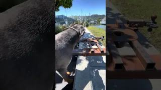 . #fyp #dream #pets #doberman #fypシ