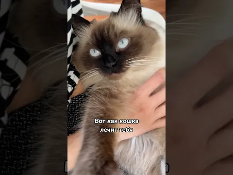 Как кошка лечит вас