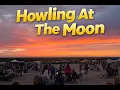 Awooooooo Checking out Howling At The Moon near Yuma Arizona