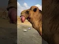 Why Do Camels Spit-out Stomachs sa 0011