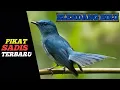 Download Lagu Suara Pikat Slendang Biru Terbaru ‼️