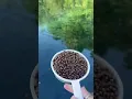 Download Lagu Feeding a Pond Full of Fish || ViralHog