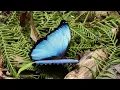 Electra blue morpho