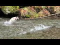 Lagu Skye Chases Salmon at Dungeness Fish Hatchery