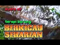 Lagu Gemericik suara air untuk terapi semua jenis burung agar berkicau seharian