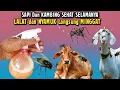 Lagu BASMI PAKAI INI, LALAT DAN NYAMUK PERGI SELAMANYA, KAMBING DAN SAPI JADI SEHAT SELAMANYA