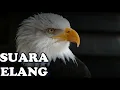 Download Lagu Kumpulan Suara Elang - Sound Effect