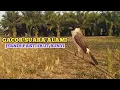 Download Lagu SUARA BURUNG KUTILANG GACOR MEMANGGIL LAWAN || SUARA ASLI TANPA ISIAN
