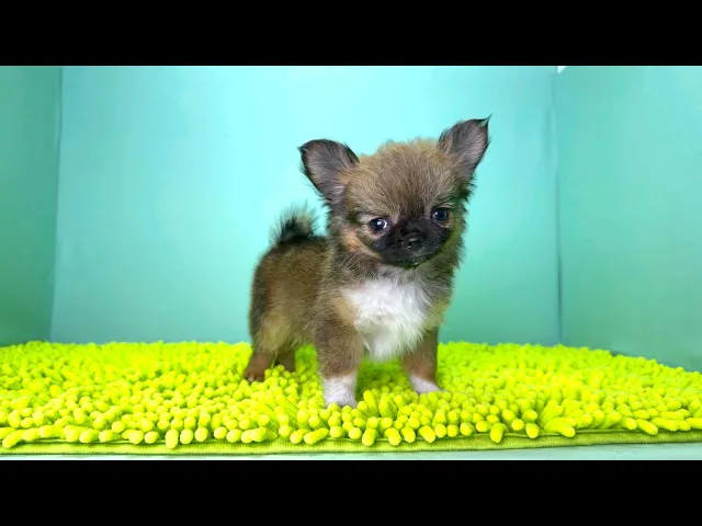 動画