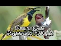 Download Lagu SUARA PIKAT PRENJAK VS SOGON || BURUNG KECIL AUTO NGUMPUL