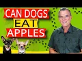 Can Dogs Eat Apples 7 Benefits and How Much