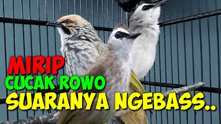 trucuk gacor rasa cucak rowo