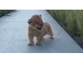 Download Lagu Baby Lion's Roaring: Painfully Adorable