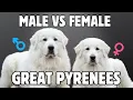 Male vs Female Great Pyrenees - Who s Calmer More Protective Easier to Own