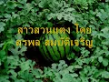 สาวสวนแตง - สุรพล สมบัติเจริญ