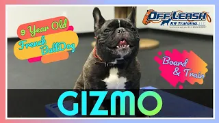 frenchie gizmo 9 years best french bulldog trainers off leash k9