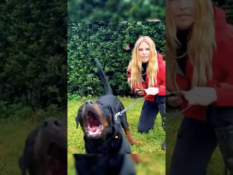 ¡Leopardo intenta cazar a un Rottweiler! #leopardo #vs #rottweiler #animalessalvajes
