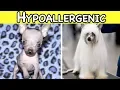 THE BEST HYPOALLERGENIC DOG BREEDS