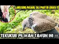 Download Lagu LANGSUNG PASANG T4L1 PAUT DI LOKASI || PIKAT JADI K0RB4N DIBUAT TEKUKUR SUASA BESAR INI‼️