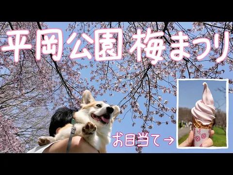 Download MP3 【北海道 移住後】初めてのお花見と梅ソフト