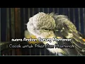 Download Lagu suara anakan burung mantenan  // ampuh buat mikat burung mantenan liar