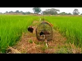 Download Lagu Edisi Compilation Memikat Burung Ayam-Ayam / Watercock Bird (Gallicrex Cinerea)