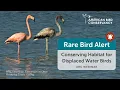 Rare Bird Alert Conserving Habitat for Displaced Water Birds