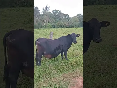 vaca com 5 bezerro