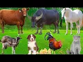 Download Lagu Cute Farm Animals: Duck, Buffalo, Dog, Sheep, Goat, Cow, Chicken, Rabbit, Pig – Animal Video