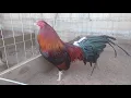 kelso asil Rancho El Alacran