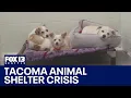 Tacoma animal shelter battling overcrowded kennels FOX 13 Seattle