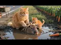 Download Lagu Mama Cat and Kitten Rescue Capybara from Dangerous Mud Pit | Cat Videos | Kucing Cute Cat Meow Meow