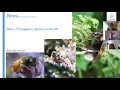 Download Lagu ID training: How to identify the Big 8 Bumblebees with Clare Flynn