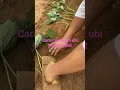 #pertanian cara menanam ubi jalar /rambat #petani