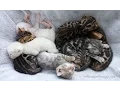 Kittens at Wild N Sweet Bengals Cattery