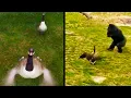 Canadian Cobra Chickens Taking Over
