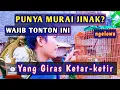Download Lagu HOAX ATAU FAKTA?❓ Murai batu jinak tidak fighter dan tidak punya mental. Viralkan...