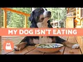 My Dog WON T EAT Their Food What to Do About It