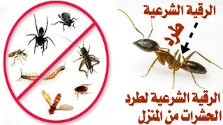 الرقية الشرعية لطرد الحشرات من المنزل والتخلص منها نهائيا 