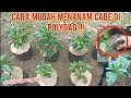 Download Lagu cara mudah menanam cabe di polybag dari awal.!#cabe #petani #garden
